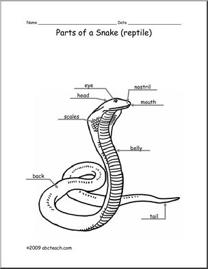 Animal Diagram: Snake (labeled and unlabeled)