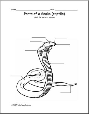 Animal Diagram: Snake (labeled and unlabeled) – Abcteach