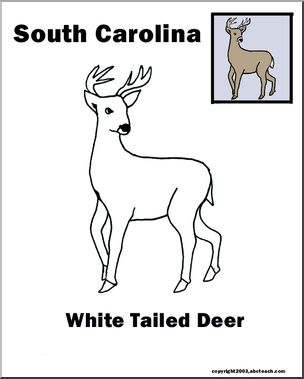 South Carolina: State Animal – White-tailed Deer