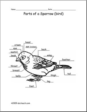 sparrow diagram