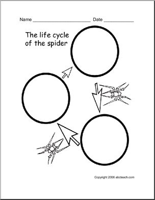 Chart: Spider Life Cycle