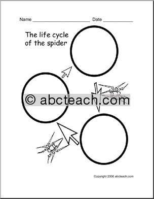 Chart: Spider Life Cycle
