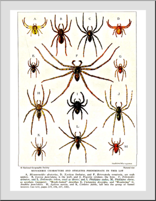 Chart: Spiders #2