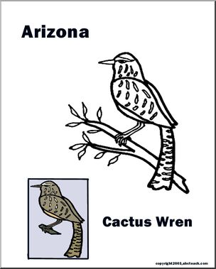 Arizona: State Bird  – Cactus Wren