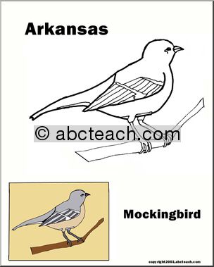 Arkansas: State Bird – Mockingbird