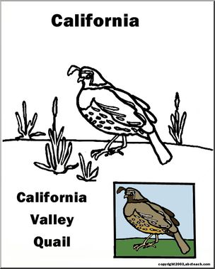 California: State Bird  – California Valley Quail