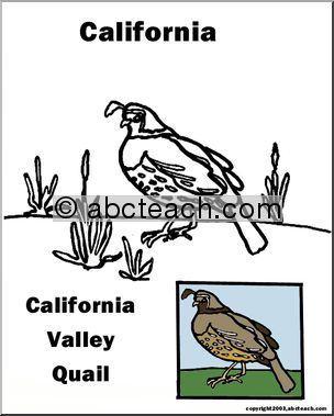 California: State Bird  – California Valley Quail