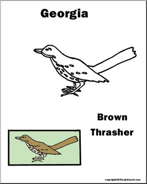 Georgia: State Bird – Brown Thrasher