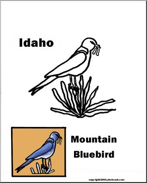 Idaho: State Bird – Mountain Bluebird