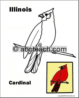 Illinois: State Bird – Cardinal