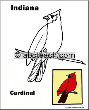 Indiana: State Bird  – Cardinal