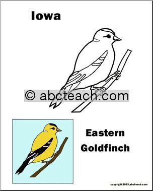 Iowa: State Bird – Eastern Goldfinch