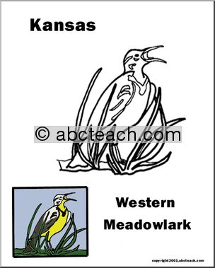 Kansas: State Bird  –  Western Meadowlark