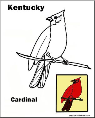Kentucky: State Bird – Cardinal