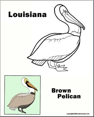 Louisiana: State Bird – Eastern Brown Pelican