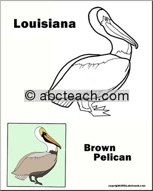 Louisiana: State Bird – Eastern Brown Pelican