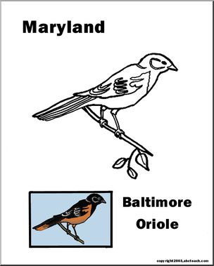 State Bird: Maryland – Baltimore Oriole