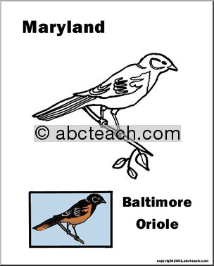 State Bird: Maryland – Baltimore Oriole