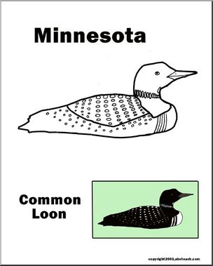 Minnesota: State Bird – Common Loon