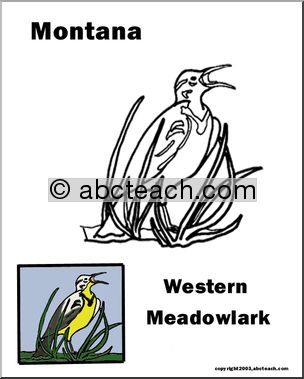 State Bird: Montana – Western Meadowlark
