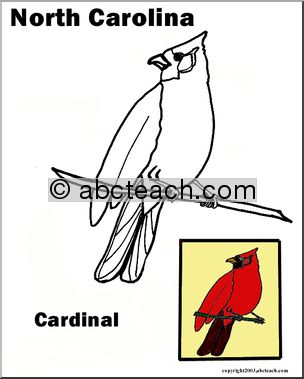 North Carolina: State Bird – Cardinal