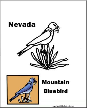 Nevada: State Bird – Mountain Bluebird