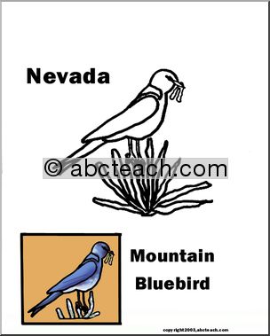 Nevada: State Bird – Mountain Bluebird