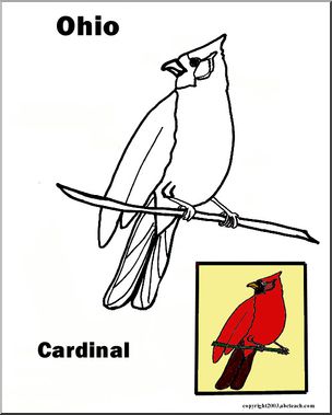 Ohio: State Bird – Cardinal