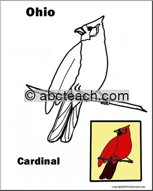 Ohio: State Bird – Cardinal