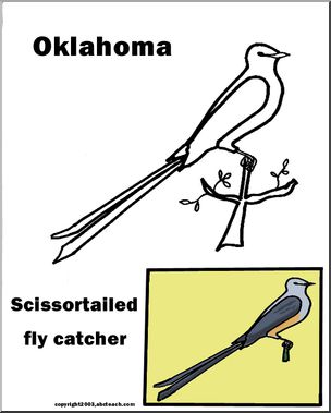 Oklahoma: State Bird  – Scissor-tailed Flycatcher