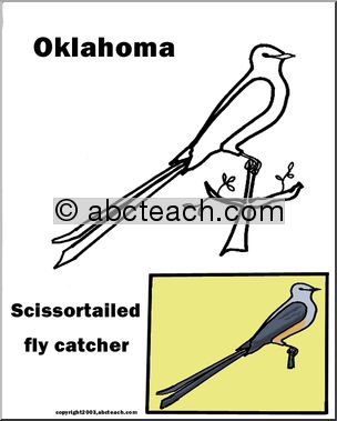 Oklahoma: State Bird  – Scissor-tailed Flycatcher