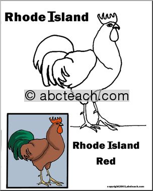 Rhode Island: State Bird – Rhode Island Red