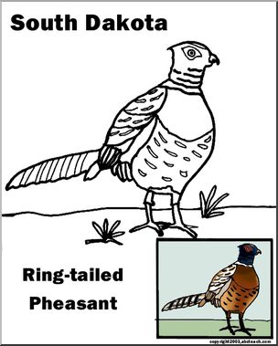 South Dakota: State Bird – Ring-necked Pheasant