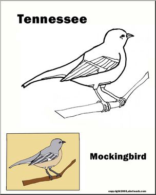 Tennessee: State Bird – Mockingbird