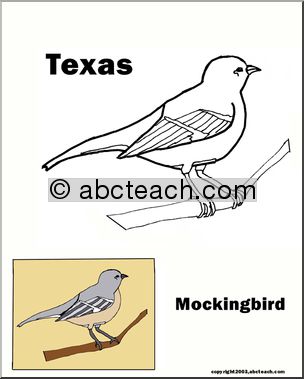 Texas: State Bird  – Mockingbird