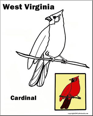 West Virginia: State Bird – Cardinal – Abcteach