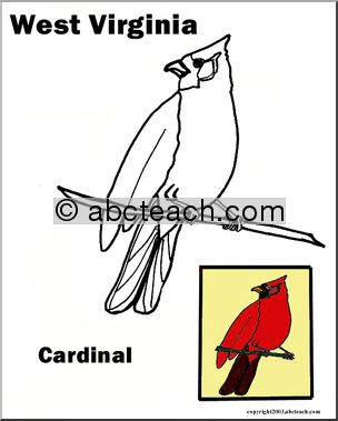 West Virginia: State Bird  – Cardinal