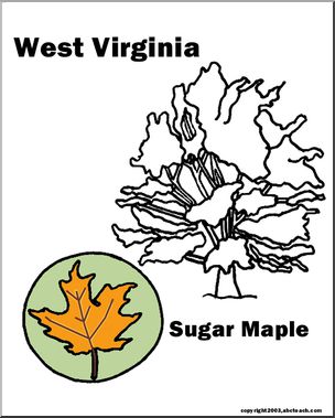 West Virginia: State Tree – Sugar Maple