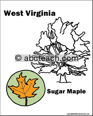West Virginia: State Tree – Sugar Maple