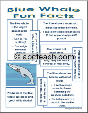 Summer Fun Packet: Blue Whale