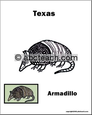 Texas: State Animal – Armadillo