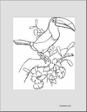 Coloring Page: Toucan