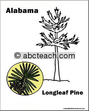 Alabama: State Tree – Longleaf Pine