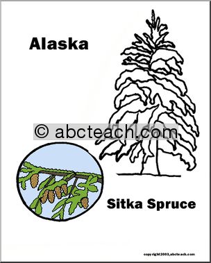 Alaska: State Tree – Sitka Spruce