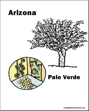 Arizona: State Tree – Paloverde