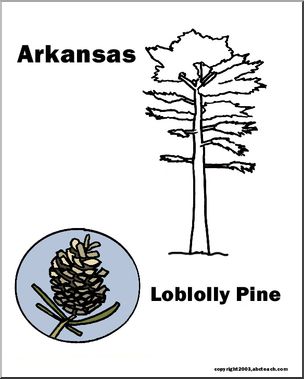 Arkansas: State Tree – Pine