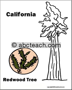 California: State Tree – California Redwood