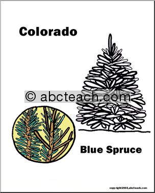 Colorado: State Tree – Blue Spruce