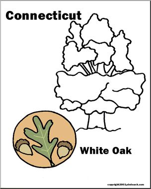 Connecticut: State Tree – White Oak