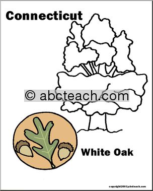 Connecticut: State Tree – White Oak